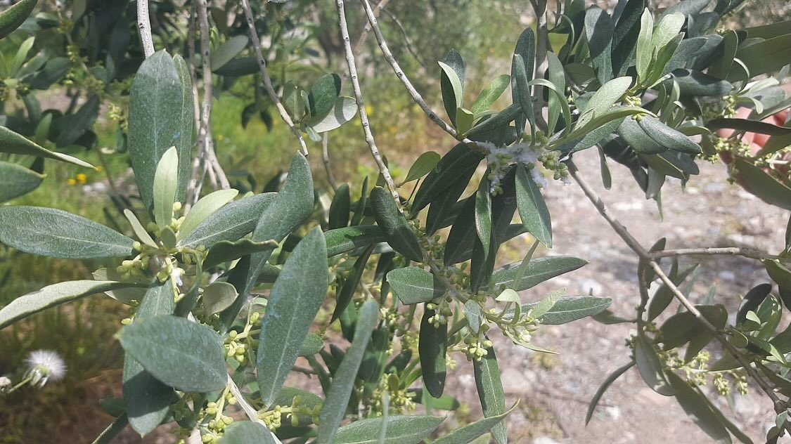 Aydın’da Tarım Arazilerinde Alarm (5)