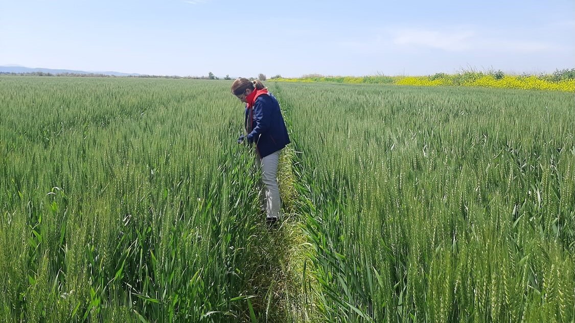 Aydın’da Tarım Arazilerinde Alarm (6)