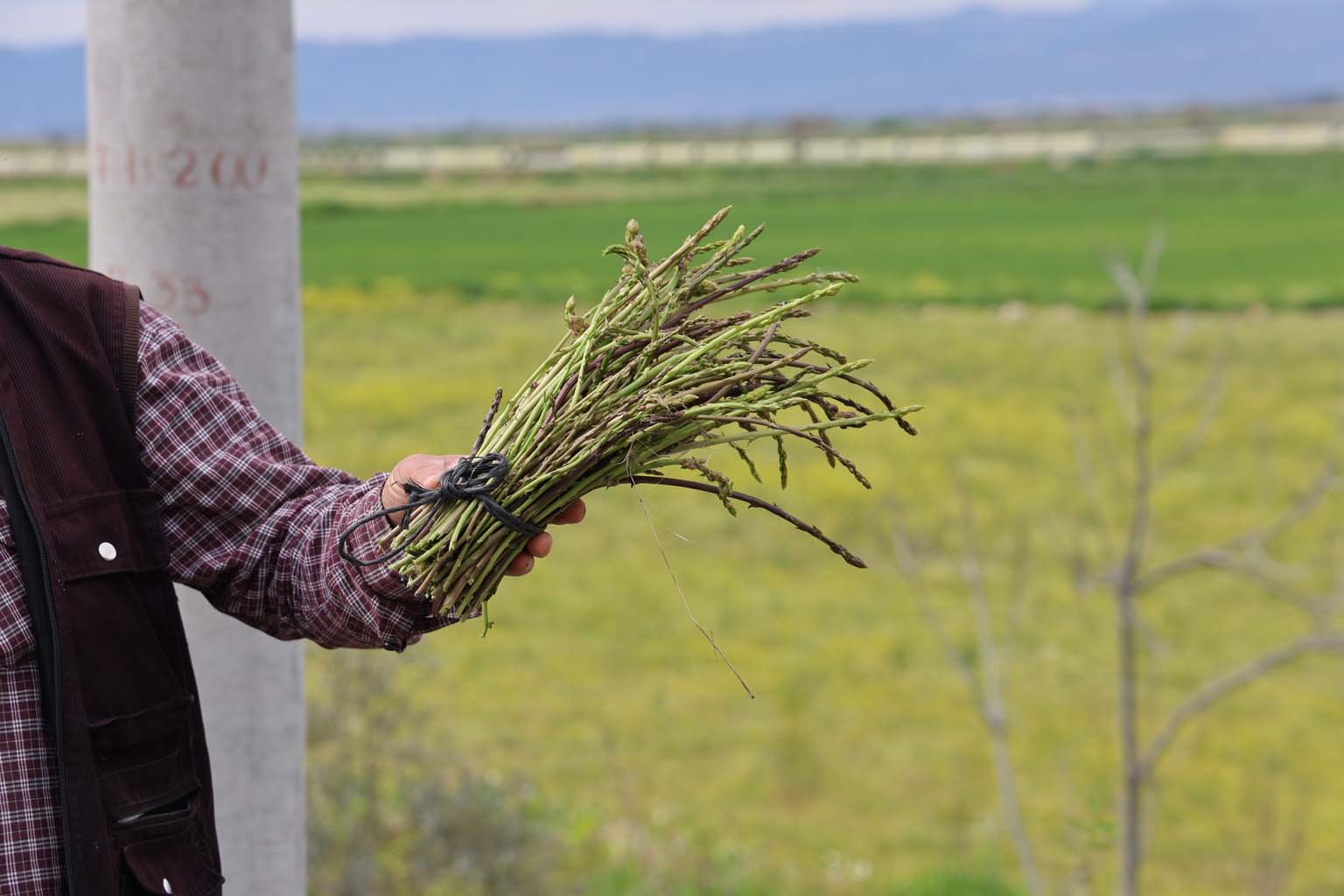 Aydın’da Topladığı Kedirgen Ve Sarmaşıkları Ihtiyaç Sahiplerine Dağıtıyor (3)