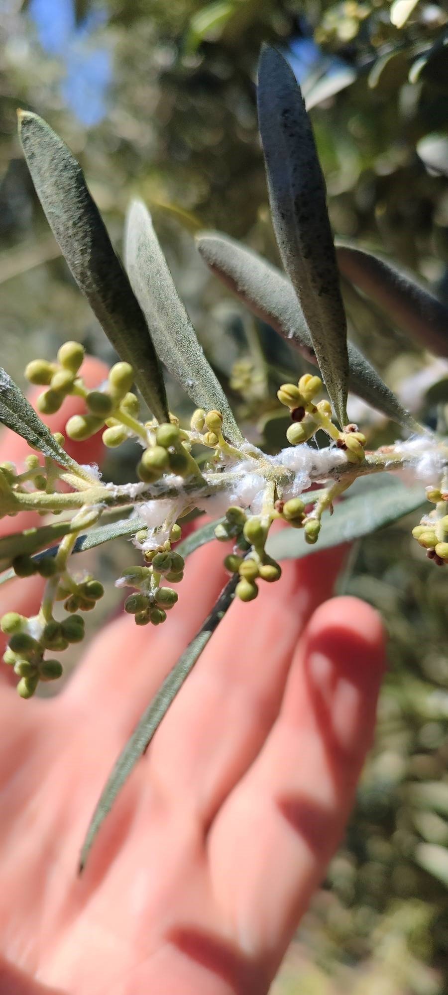 Aydın’da Zeytin Üreticilerine Kritik Uyarı (4)