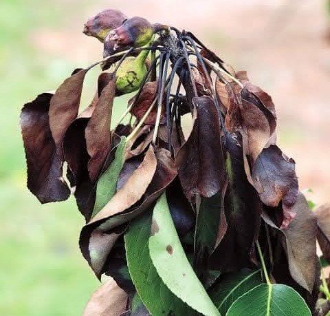 Ayva, Elma Ve Armutta Erwinia Amylovora Bakterisi Tehlikesi (2)