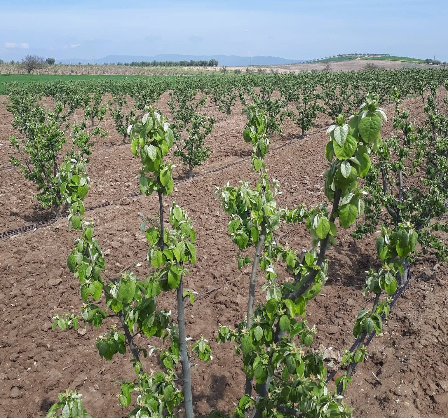 Ayva, Elma Ve Armutta Erwinia Amylovora Bakterisi Tehlikesi (3)