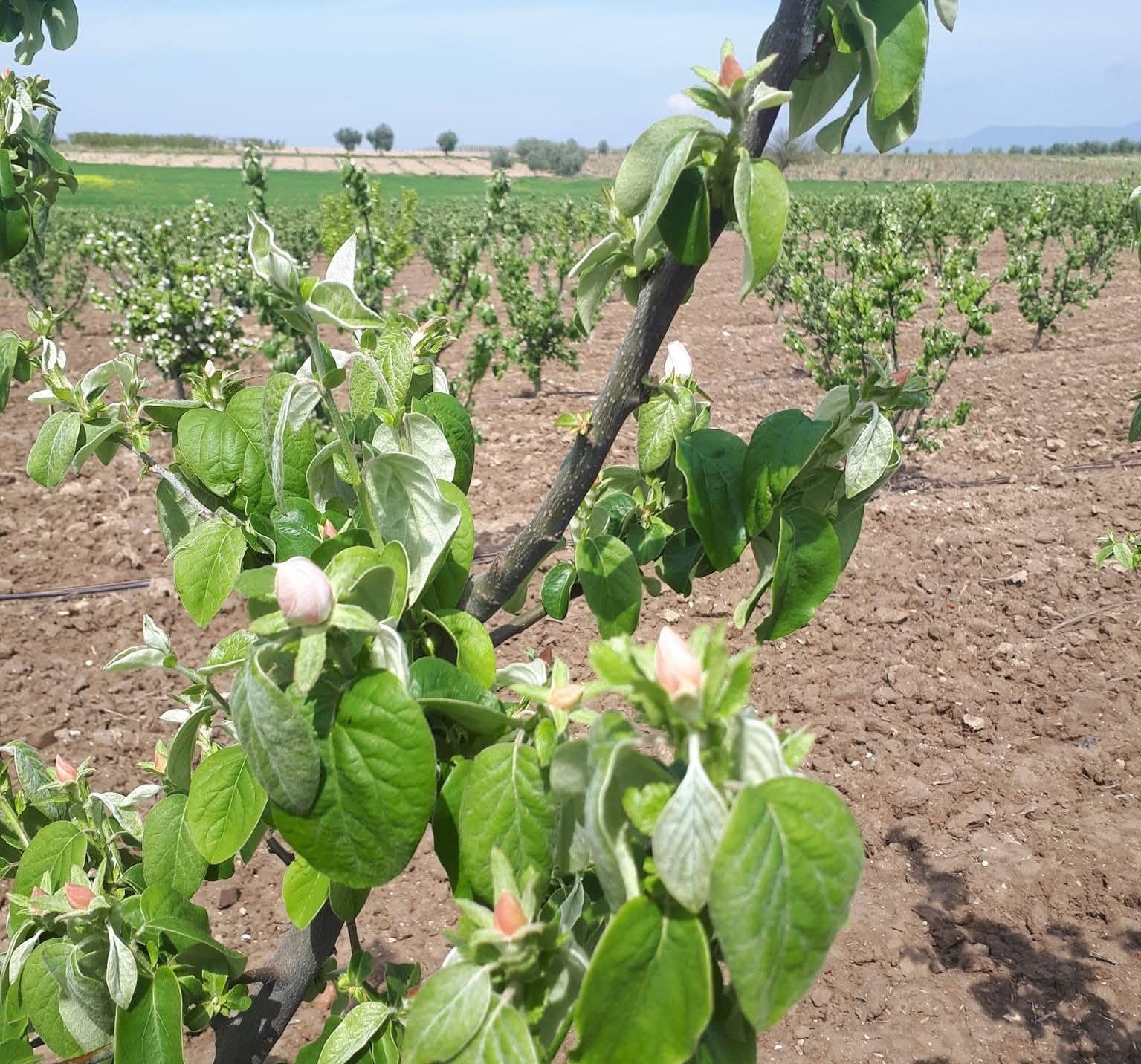 Ayva, Elma Ve Armutta Erwinia Amylovora Bakterisi Tehlikesi (4)
