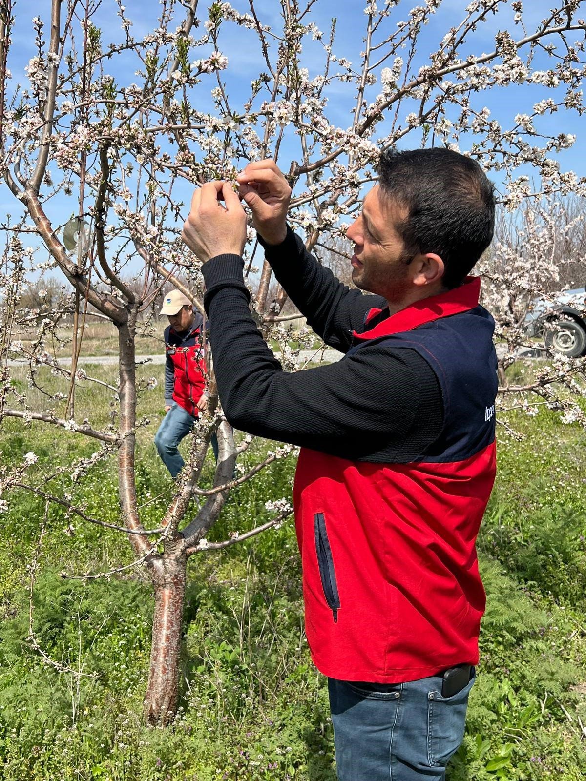 Bahçeleri Zirai Don Vurdu (2)
