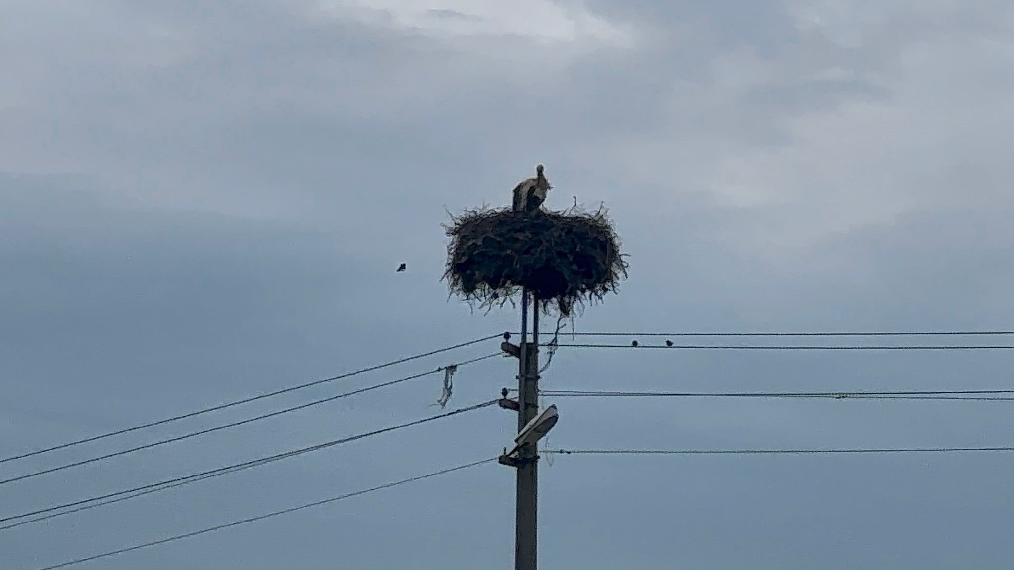 Bozdoğan’da Baharın Müjdecisi Leylekler Yuvalarına Döndü (2)