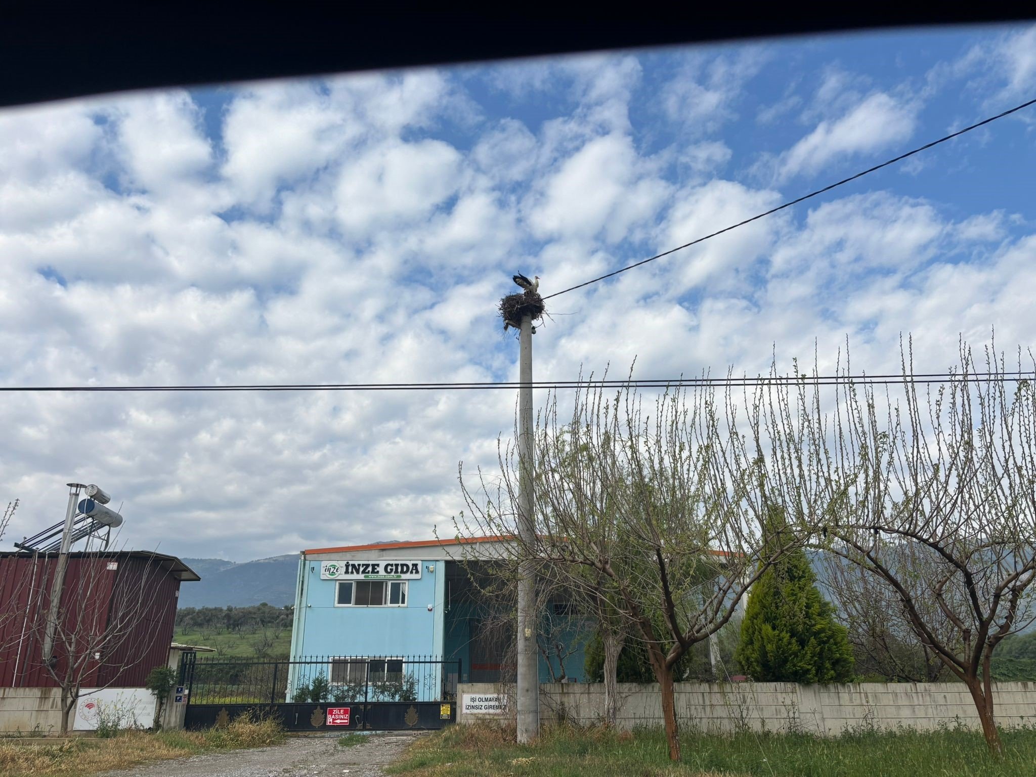 Bozdoğan’da Baharın Müjdecisi Leylekler Yuvalarına Döndü (4)