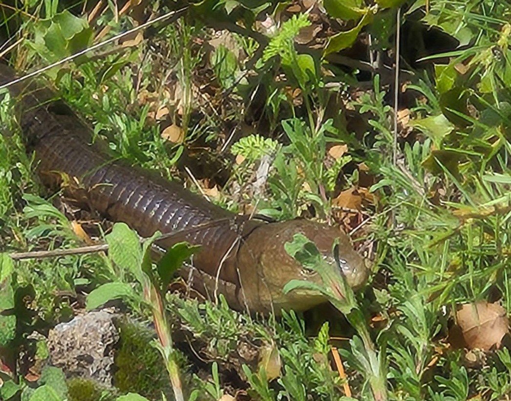 Demir yılan ortaya çıktı