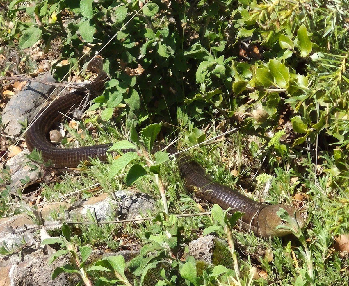 Demir Yılan Ortaya Çıktı (3)