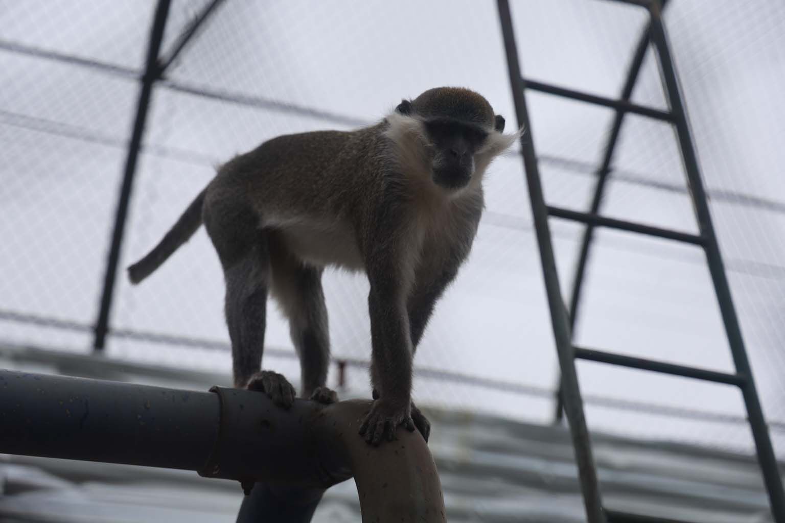 Denizli’deki Firari Maymun Ikinci Kez Yakalandı (3)