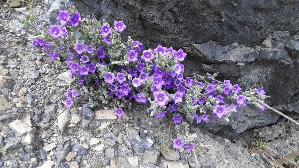 Dünyada Sadece Aydın’da Yetişiyor (1)