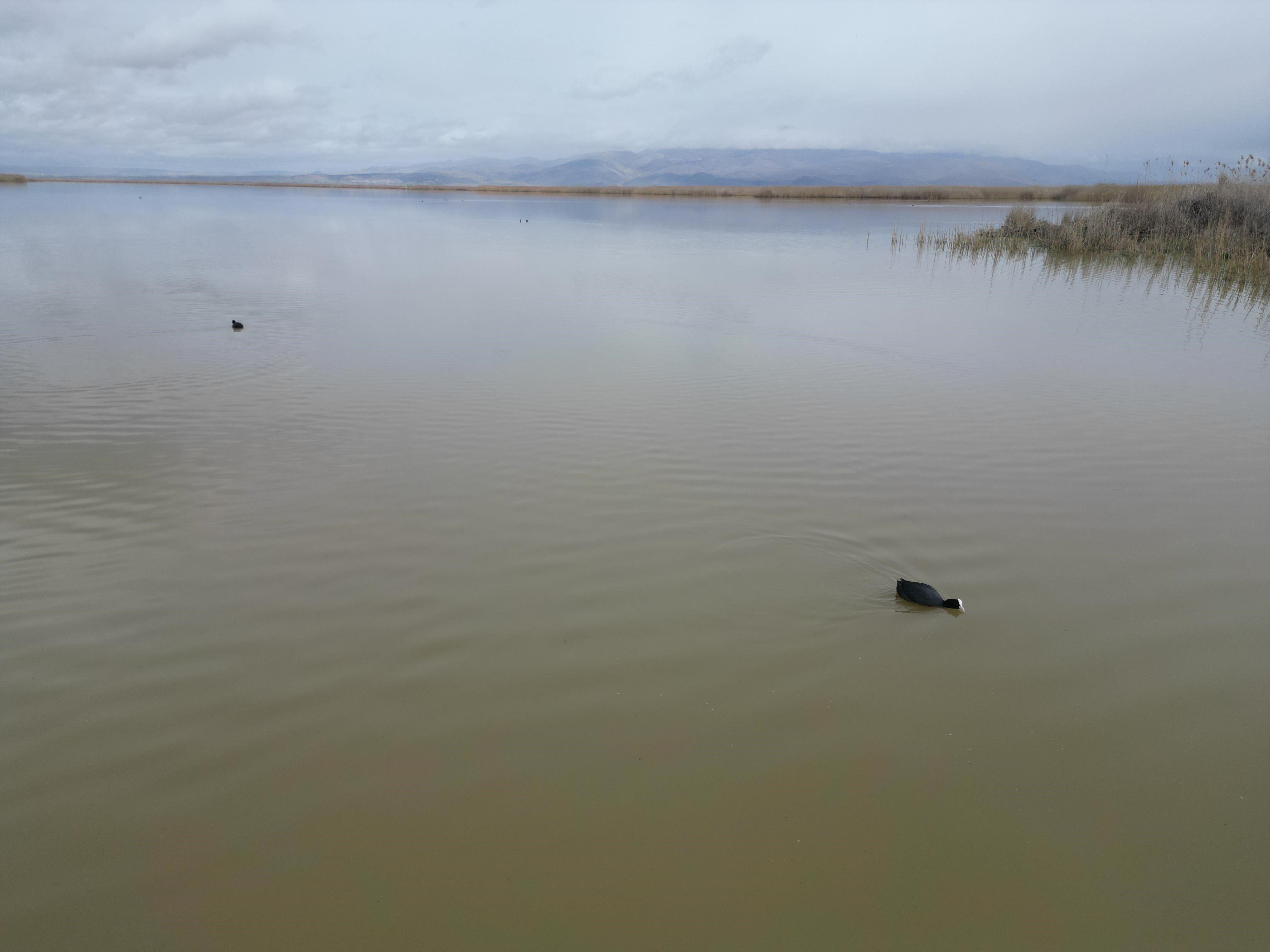 Eber Gölü'nden Iyi Haber Geldi (4)