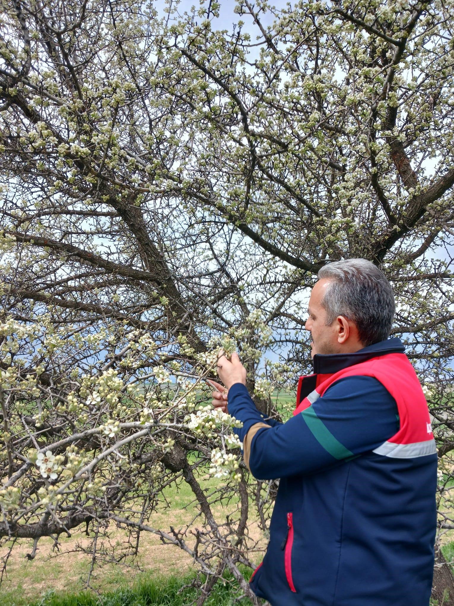 Ekipler Meyve Bahçelerinde Inceleme Yapıyor (2)