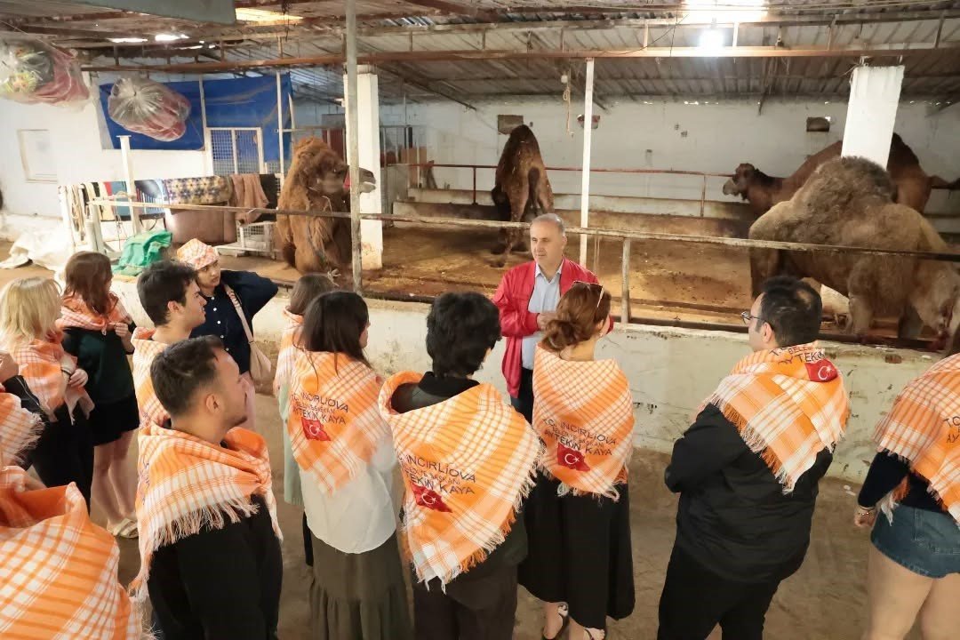 Estonyalı Öğrenciler Aydın’da Deve Çiftliğini Gezdi (1)