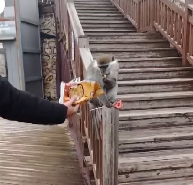 Firari Maymun Şehir Turuna Çıktı (2)