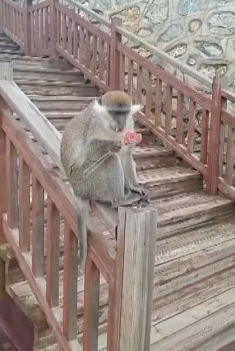 Firari Maymun Şehir Turuna Çıktı (3)