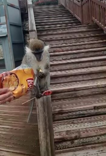 Firari Maymun Şehir Turuna Çıktı (4)