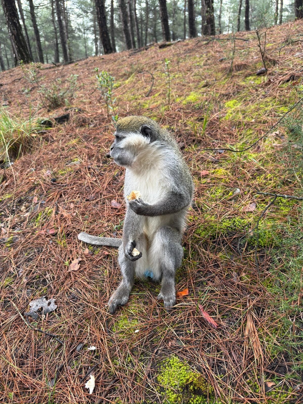 Firari Maymunların Sırrı Çözüldü (1)