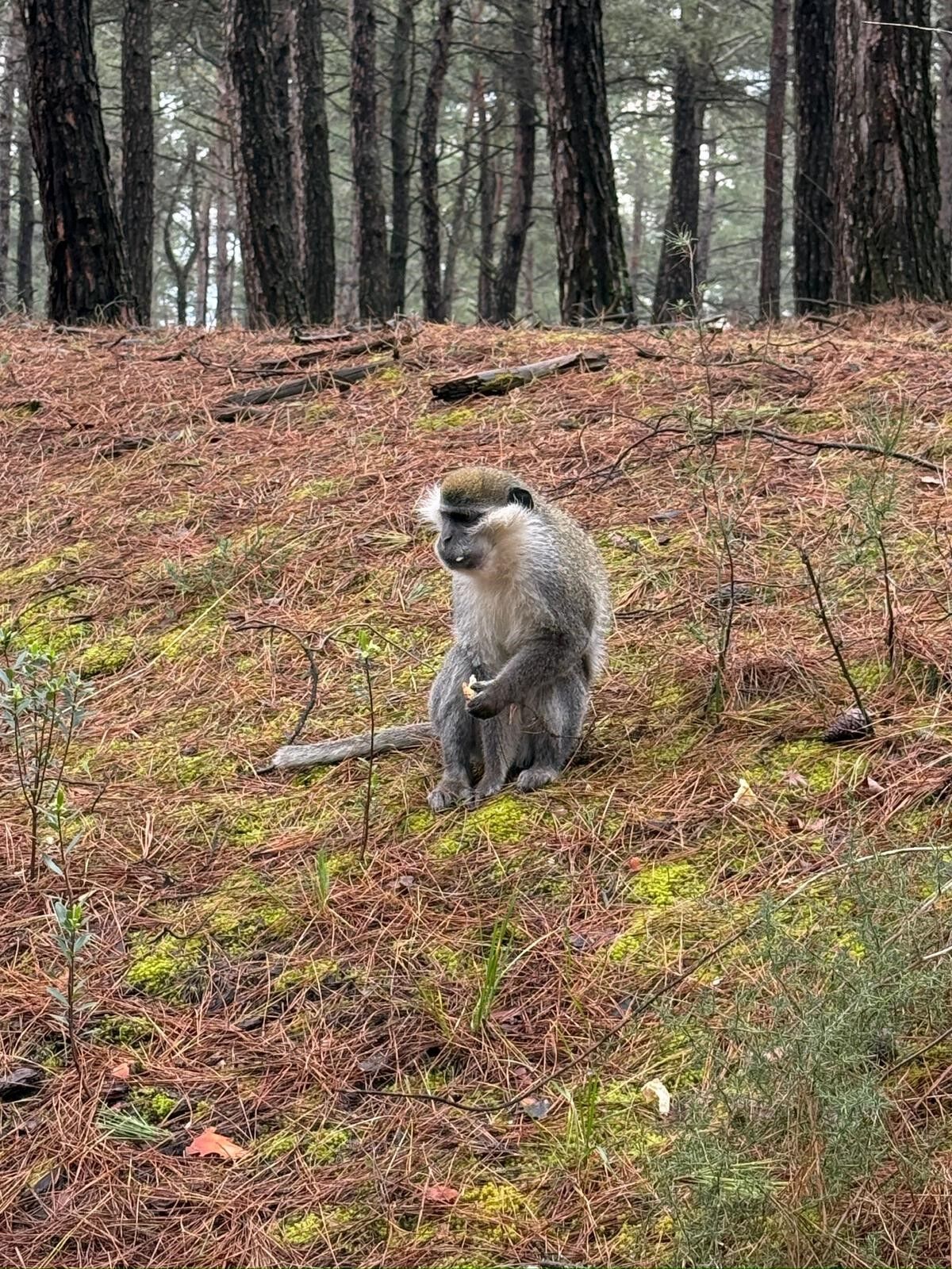 Firari Maymunların Sırrı Çözüldü (3)