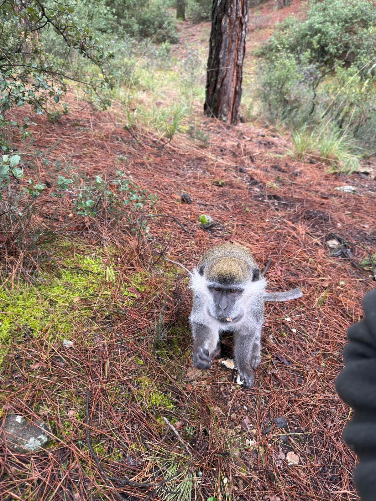 Firari Maymunların Sırrı Çözüldü (4)