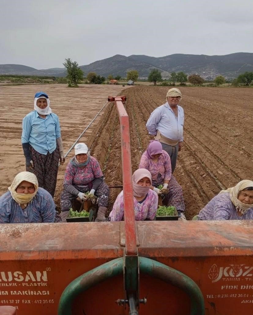 Karacasu'da Çiftçilerin Tütün Mesaisi Başladı (4)