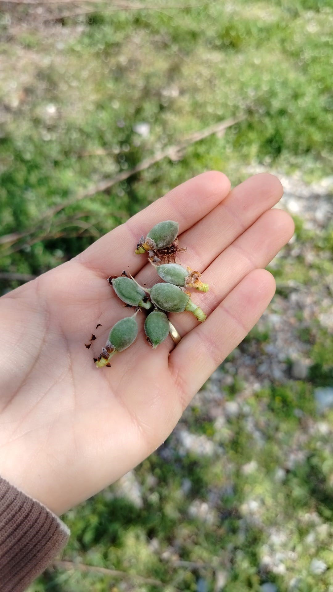 Kayısı Ve Erikten Kötü Haber.. Kiraz Kurtuldu (2)