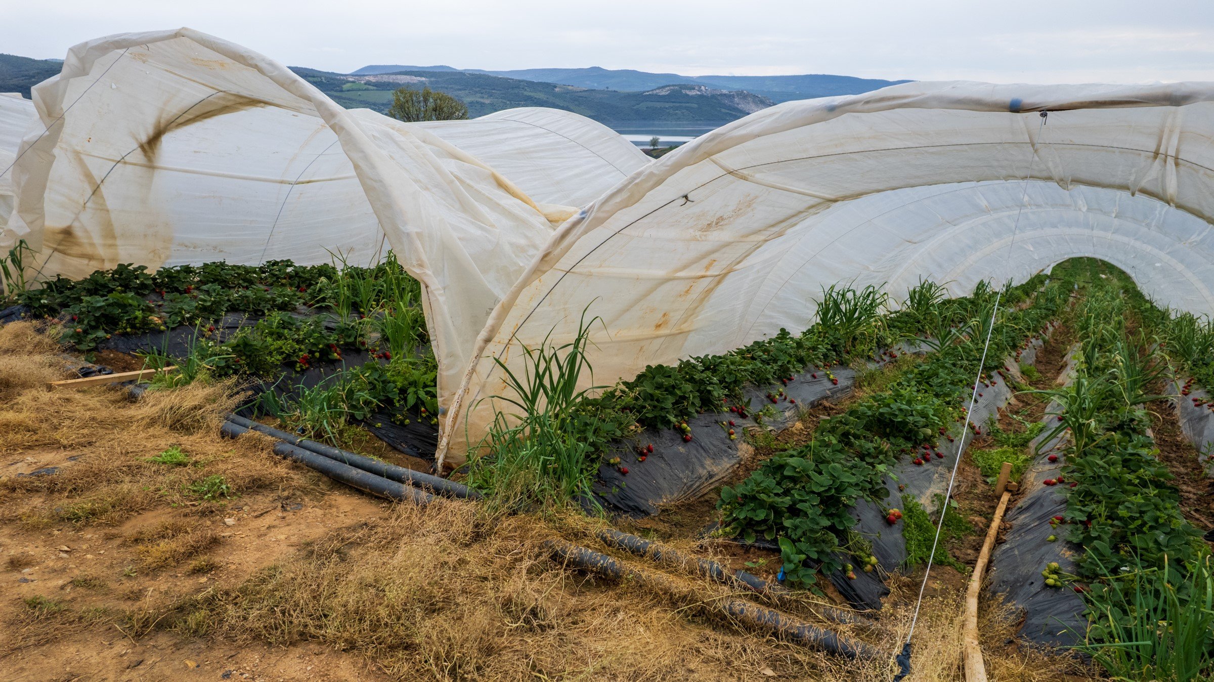 Köprübaşı Çileği Bu Sene De Çiftçinin Yüzünü Güldürdü (10)