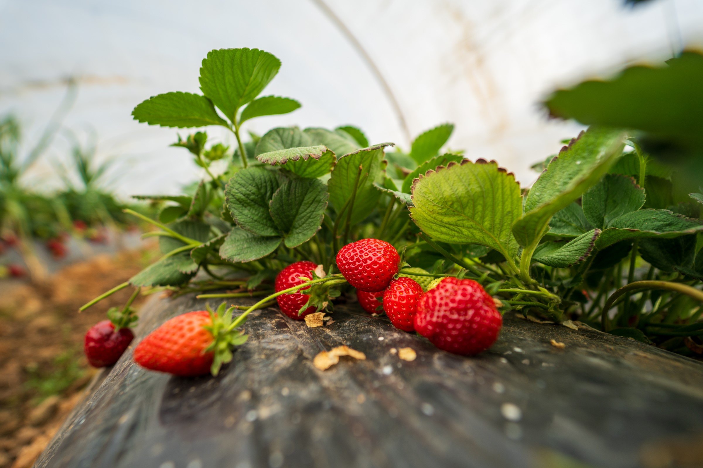 Köprübaşı Çileği Bu Sene De Çiftçinin Yüzünü Güldürdü (8)