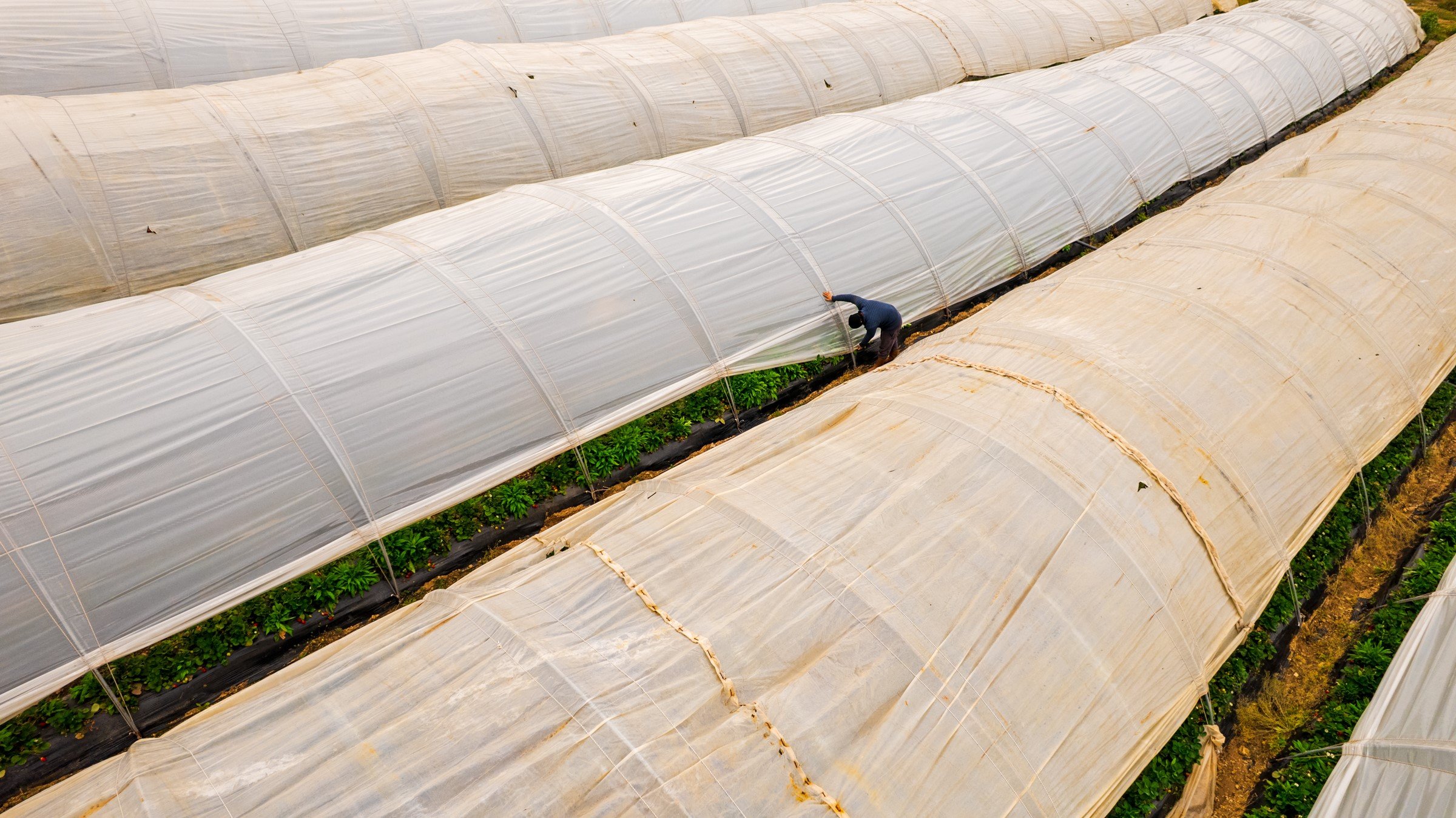 Köprübaşı Çileği Bu Sene De Çiftçinin Yüzünü Güldürdü (9)