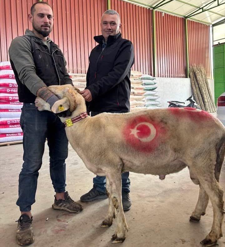 Kurbanlık Pazarı Hareketlendi (1)