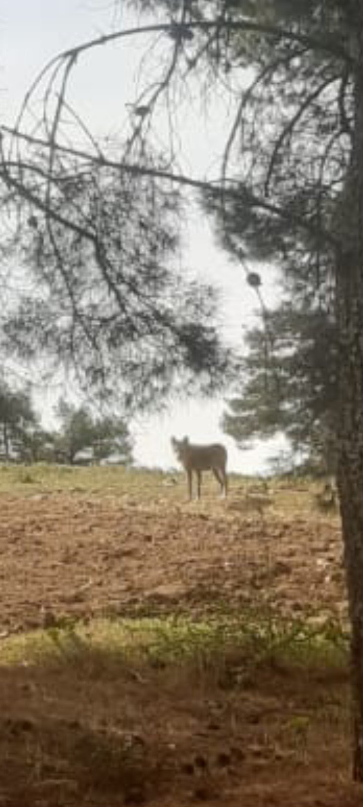 Kurtlar Yerleşim Yerlerine Yaklaştı (3)