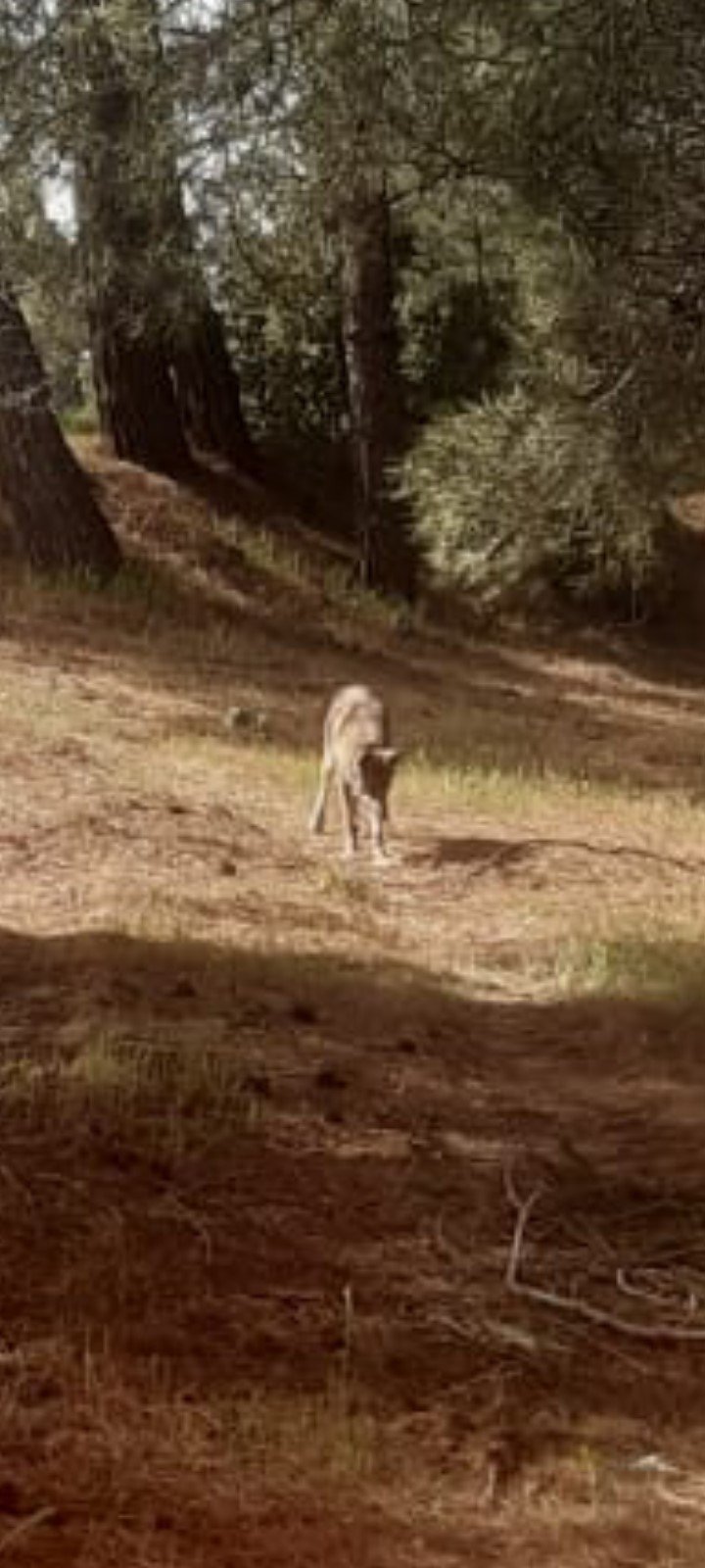 Kurtlar Yerleşim Yerlerine Yaklaştı (4)