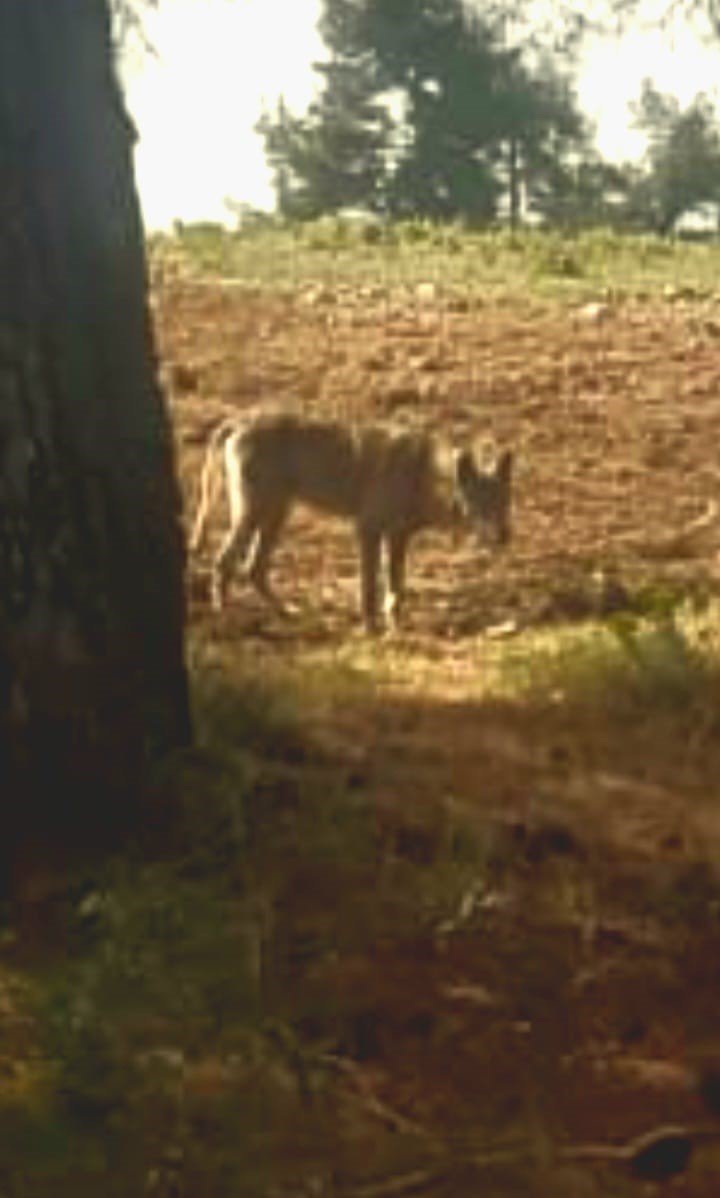 Kurtlar Yerleşim Yerlerine Yaklaştı (5)