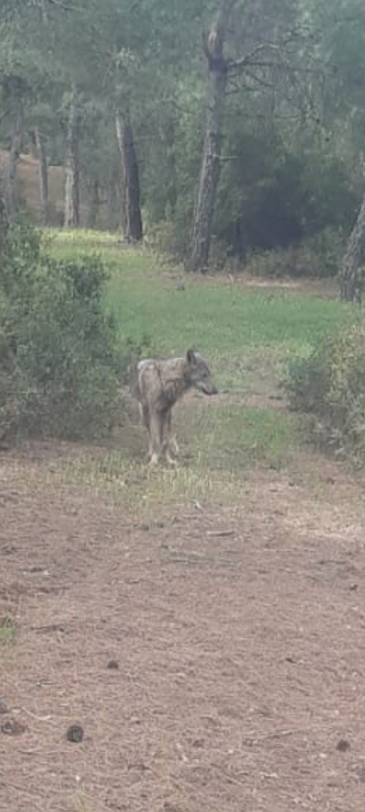 Kurtlar Yerleşim Yerlerine Yaklaştı (6)
