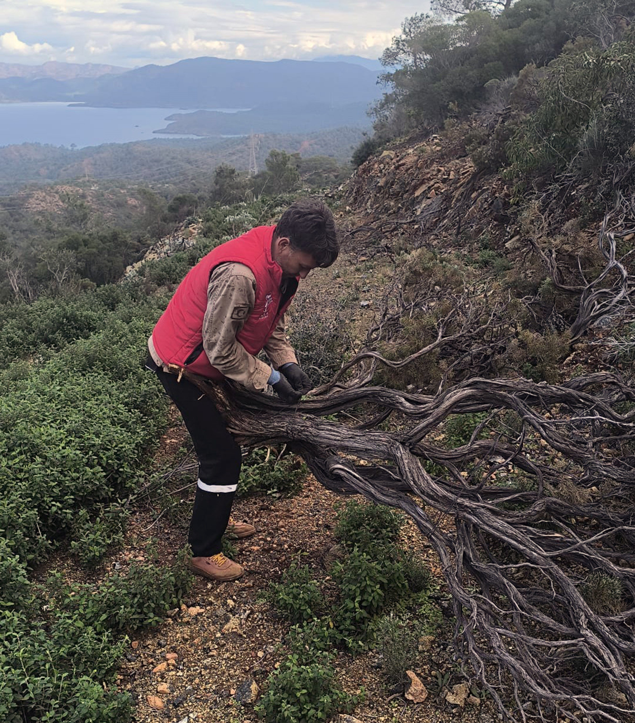Kuru Geven Bitkisi Köylünün Gelir Kaynağı Oldu (4)