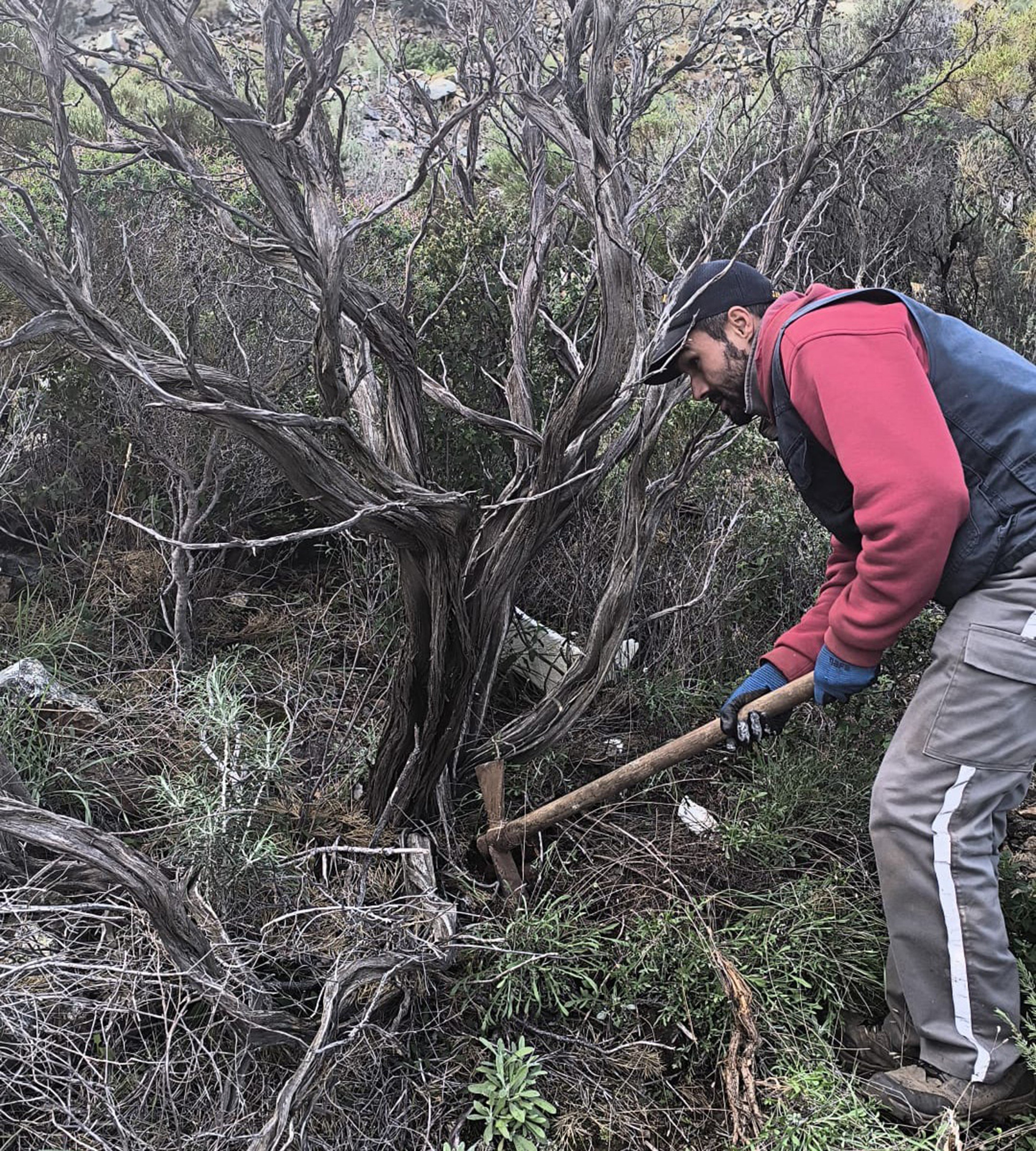 Kuru Geven Bitkisi Köylünün Gelir Kaynağı Oldu (5)
