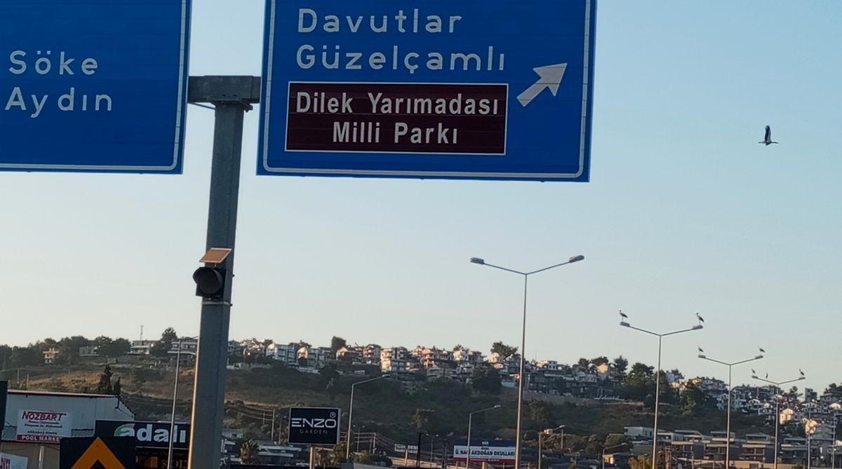 Kuşadası’na Leylekler Geri Döndü (2)