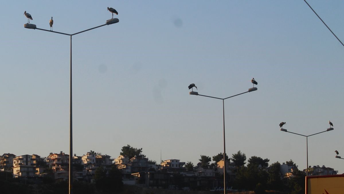 Kuşadası’na Leylekler Geri Döndü (3)