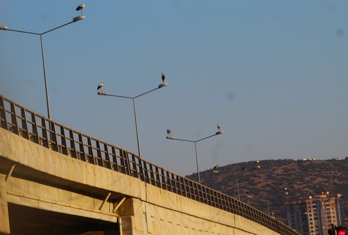 Kuşadası’na Leylekler Geri Döndü (4)