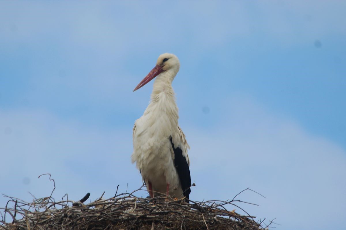 Kuşadası’na Leylekler Geri Döndü (6)