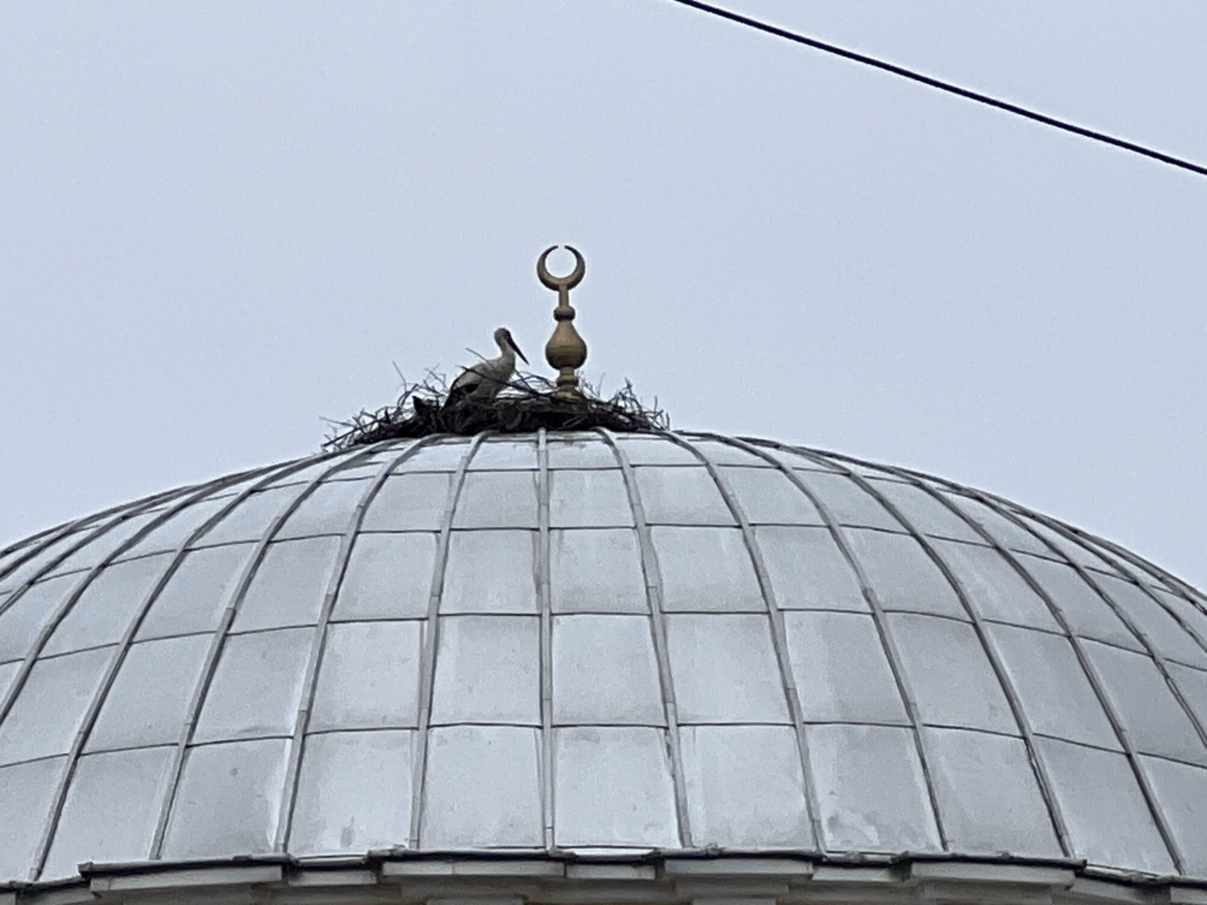 Leylekler Cami Kubbesine Yuva Yaptı (5)