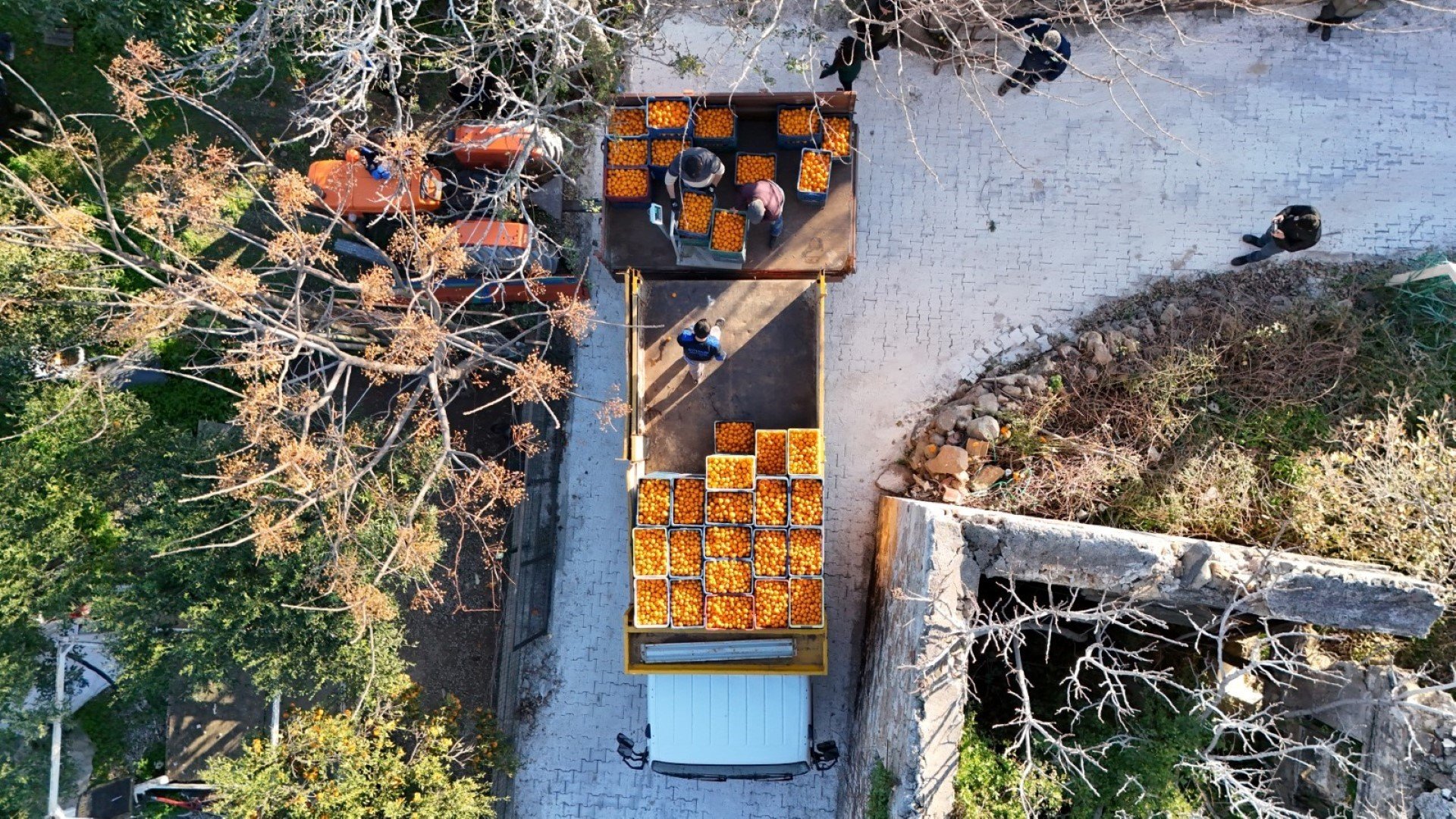 Mandalin Üreticisine 5 Milyon Kazanç (6)