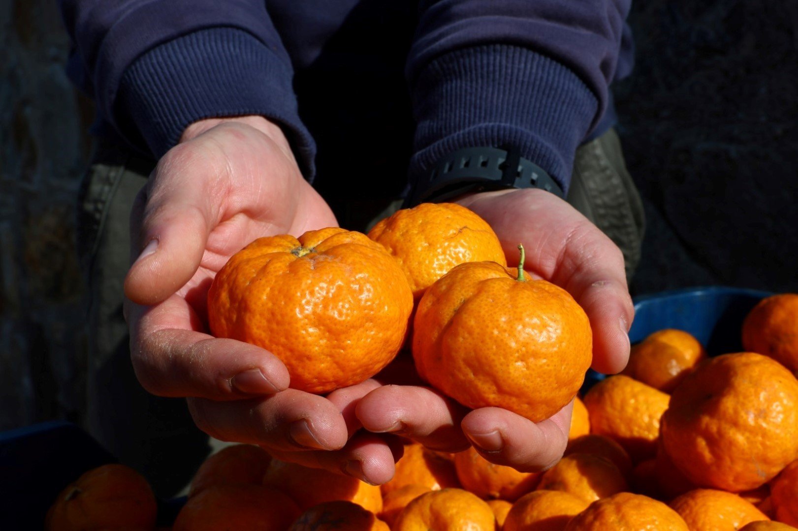 Mandalin Üreticisine 5 Milyon Kazanç (8)