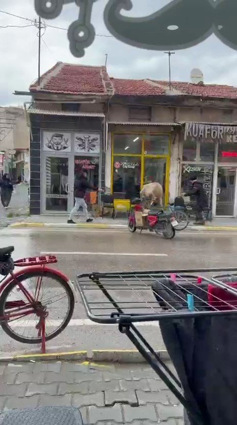 Sahibinin Elinden Kaçan Bir Ineğin Berber Ve Çay Ocağına Girmeye Çalışması Ilginç Bir O Kadar Da Komik Görüntüler Ortaya Çıkardı (2)