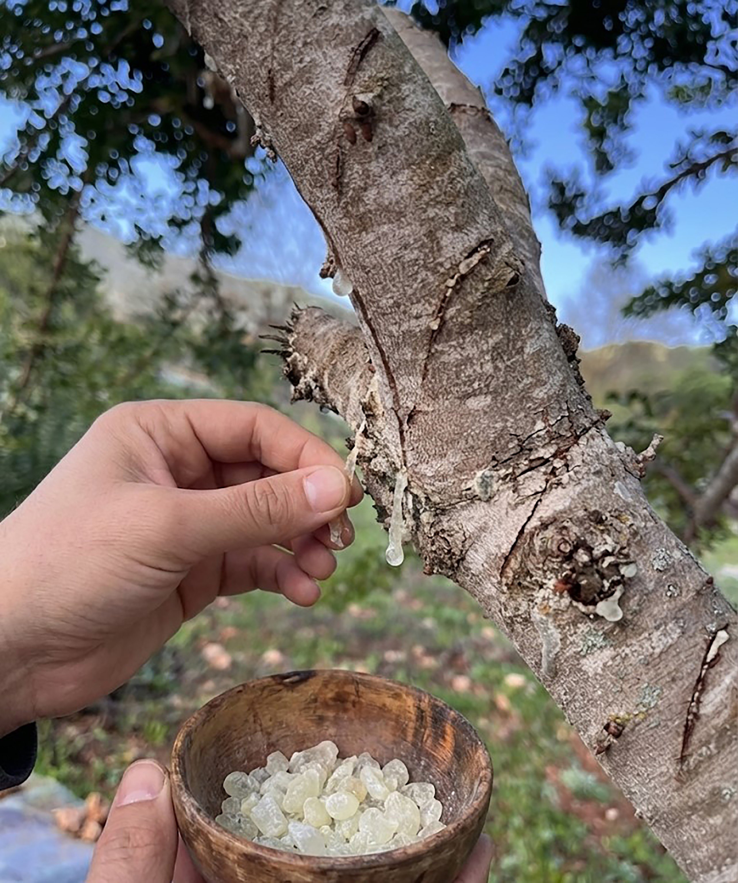 Sakızdan Farklı Ürünler Üretilmeye Başlandı (4)
