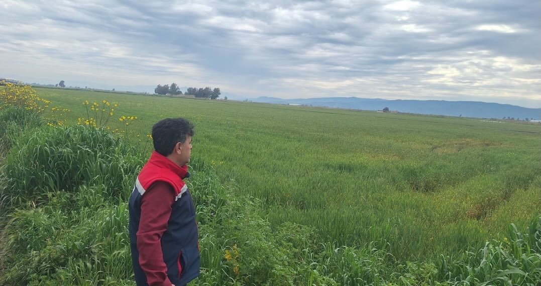 Söke'de Hububat Ekili Araziler Denetlendi (1)