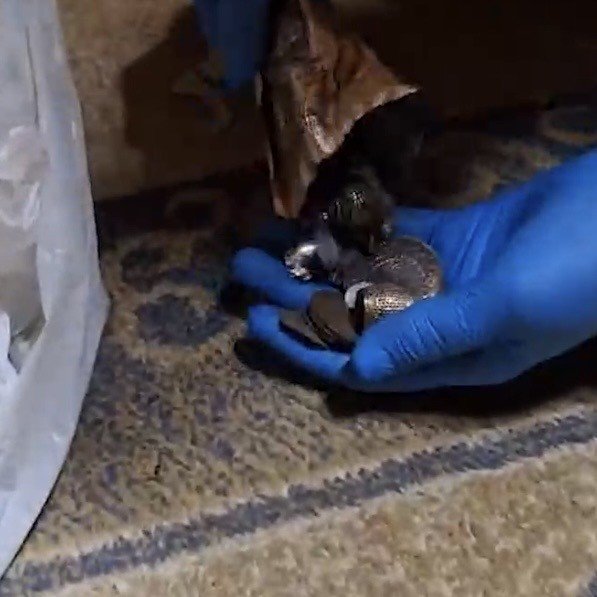 Tarihi Eser Operasyonunda 203 Eser Ele Geçirildi (2)