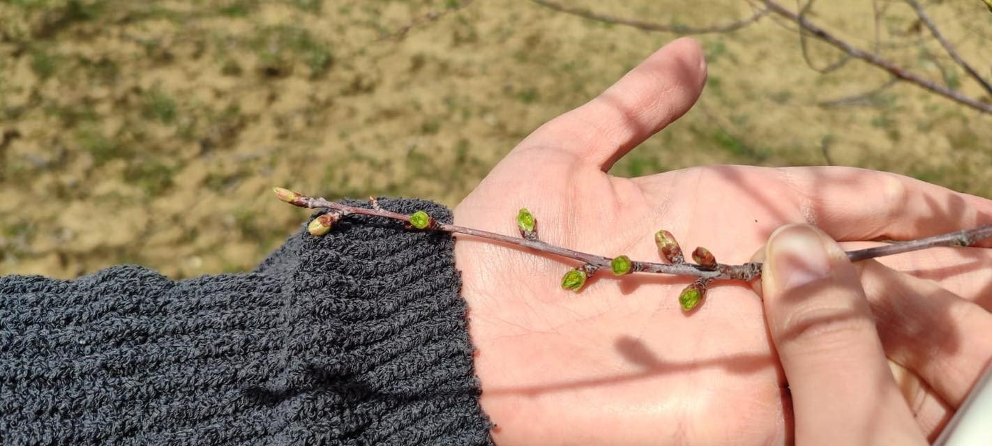 Zirai Don Alarmı Sonrası Sonuçlar Belli Oldu (4)