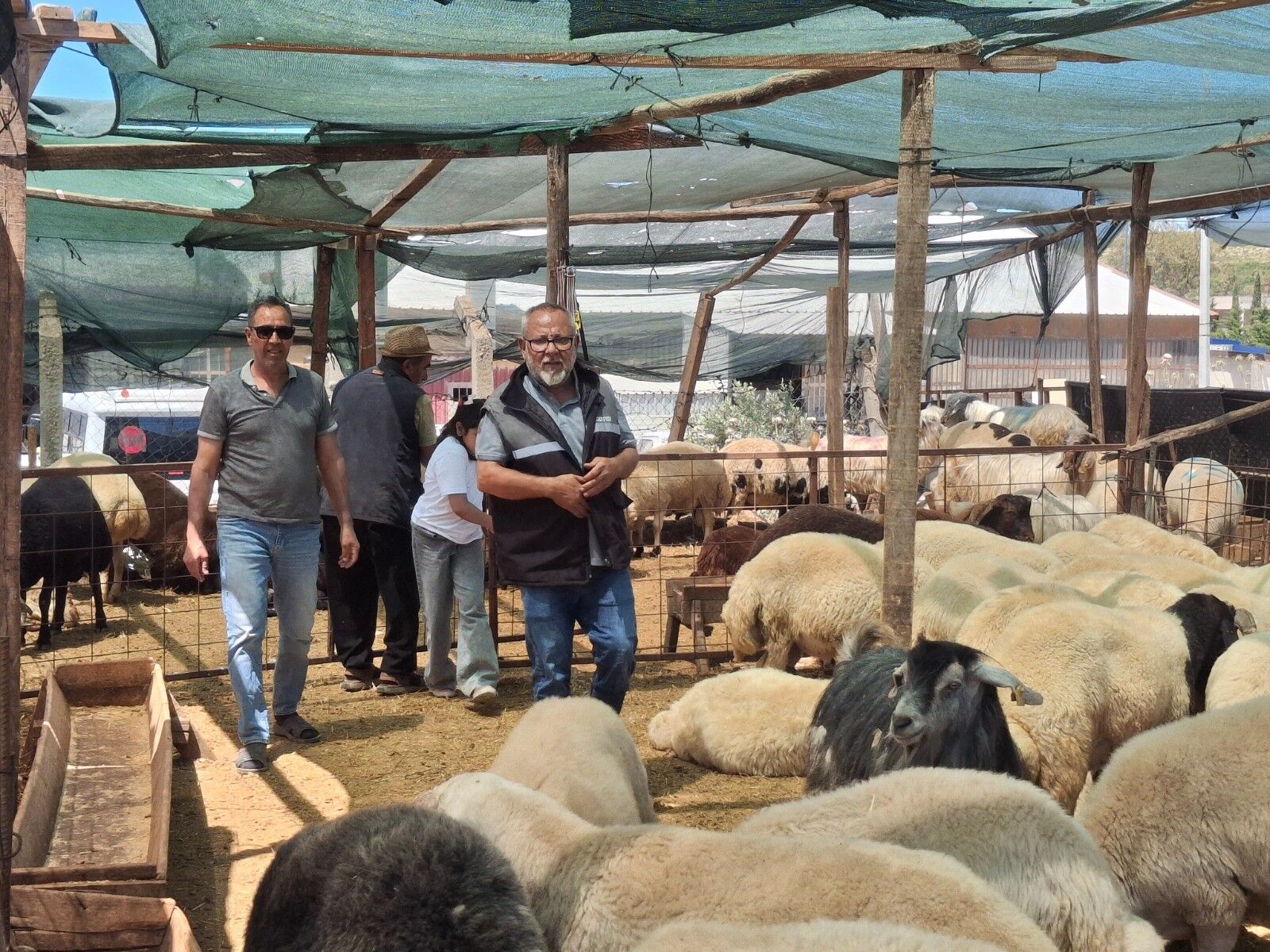 Aydın’da kurbanlık fiyatları belli oldu