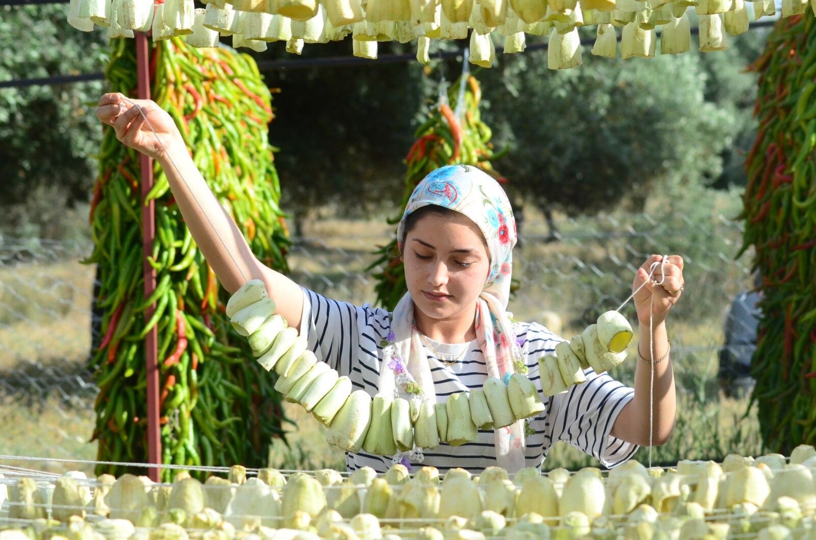 Nazilli'de kurutmalık sebze oymacılığı "bacasız fabrikaya" dönüştü