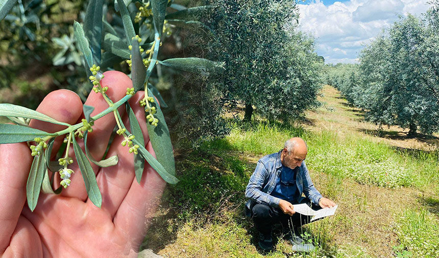 Zeytin için kritik uyarı